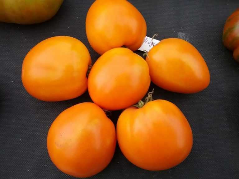 Отзывы хурма фото садоводов. Томат персимон хурма. Сорт томатов хурма. Томат хурма сердцевидная. Хурма помидорный сорт.
