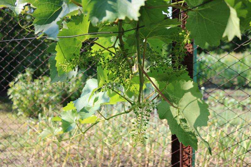 Выращивание винограда в средней полосе россии, особенности посадки и ухода для данного региона, в том числе для начинающих