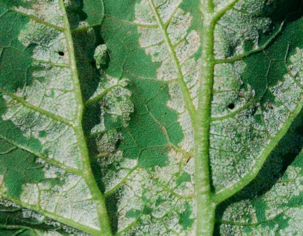 На листьях огурцов появились белые пятна: почему и что делать для лечения