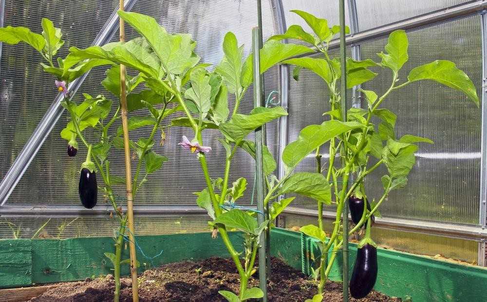 Баклажаны - уход и выращивание в теплице: полив и формирование кустов