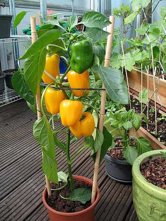 Выращивание перца на балконе: секреты и условия получения большого урожая