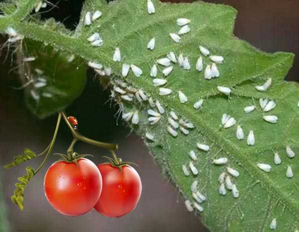 Белокрылка на томатах в теплице как избавиться | огородовед