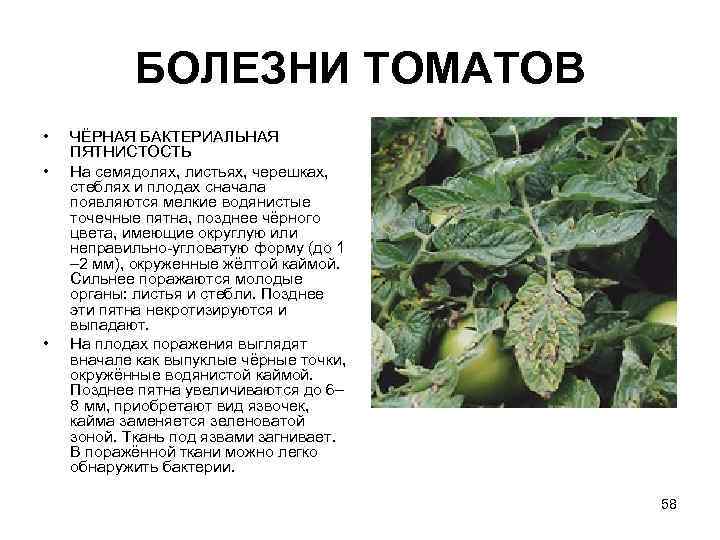 Болезни листьев томатов описание