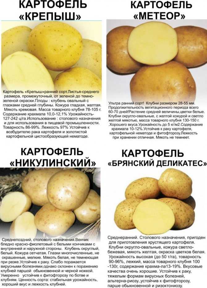 Журавушка картофель: описание сорта и характеристика русский фермер