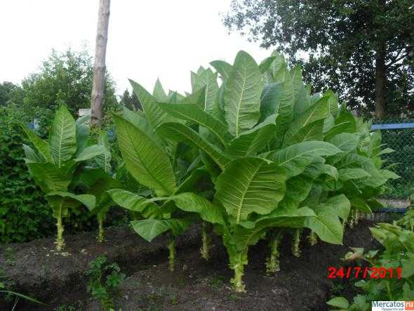 Самый популярный сорт табака «вирджиния» для выращивания на участке и в домашних условиях