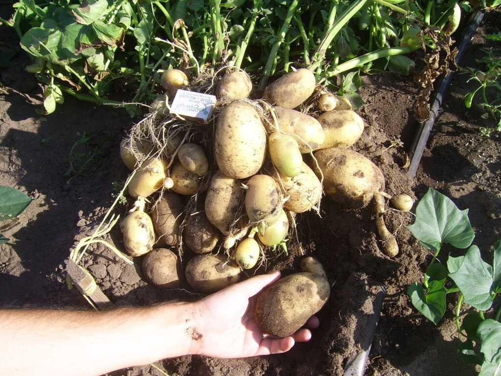 Почему картошка не цветет в этом году: будет ли урожай