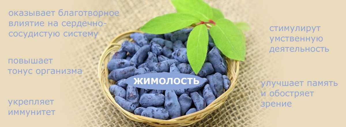 Вкусная ягода жимолость — полезные свойства и противопоказания