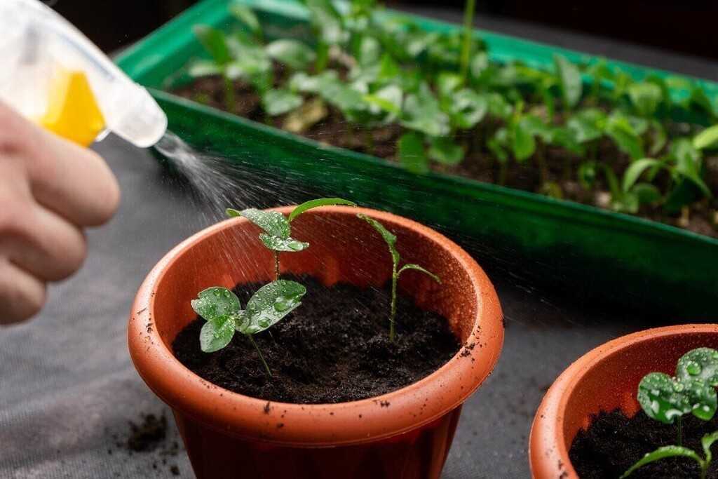 Выращивание острого перца на подоконнике