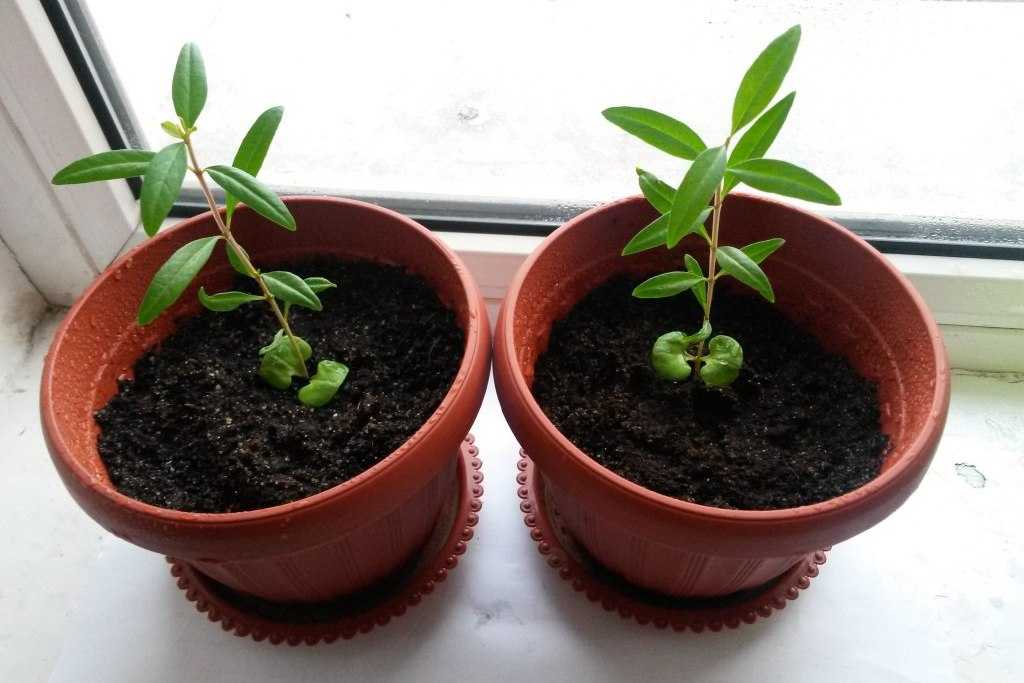 Гранатовое дерево - выращивание и уход в домашних условиях
