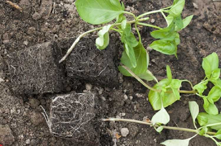 Базилик выращивание и уход, как вырастить из семян в открытом грунте