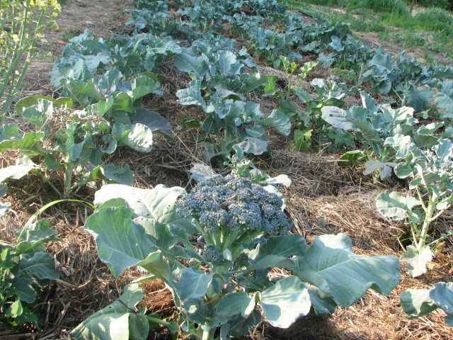 Брокколи: выращивание на огороде, сорта