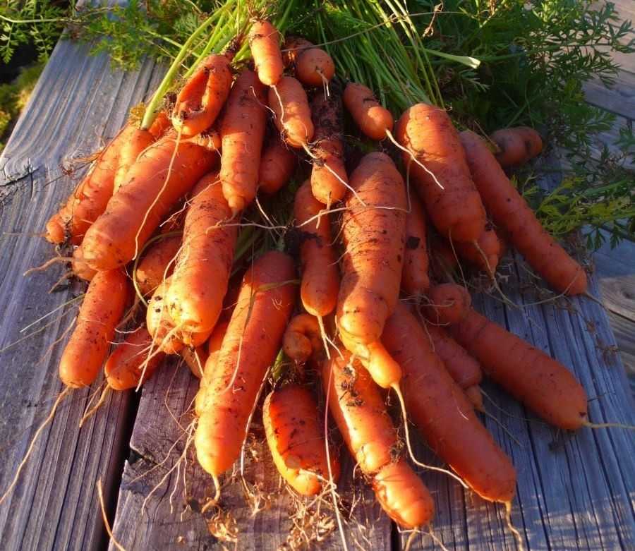 Какую морковь посадить в подмосковье: лучшие сорта для открытого грунта