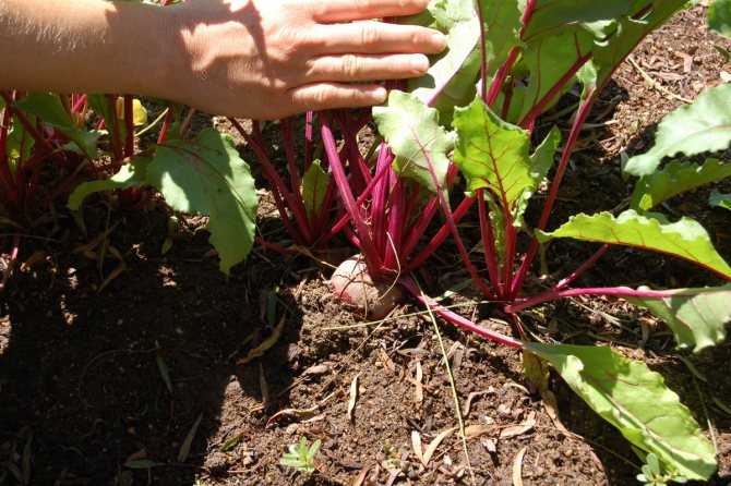 Как вырастить свёклу в открытом грунте: выращивание, уход, особенности и секреты агротехники