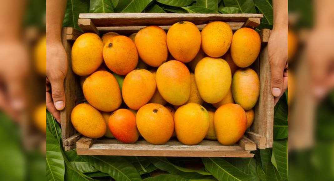 Как дозреть манго в домашних условиях