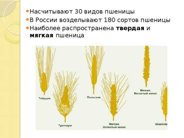 Мука из твердых сортов пшеницы: сорта, виды и особенности