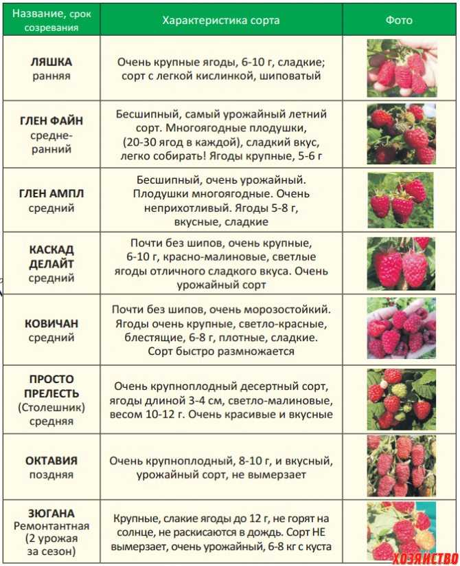 Описание и характеристики дикой смородины, выращивание и уход