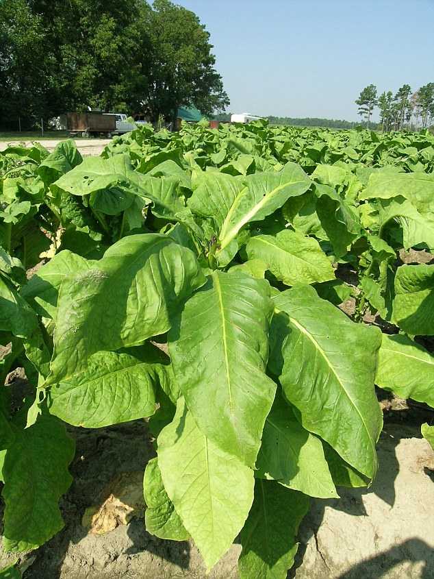 Табак «гавана»: описание и выращивание - ваши цветы