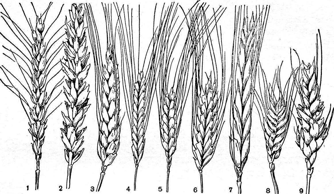 Сорта дикой пшеницы