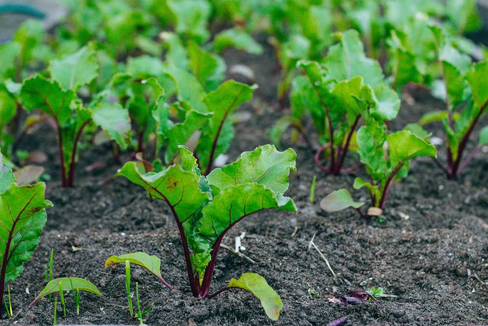Любимый овощ с дачной грядки: разновидности и особенности выращивания свеклы