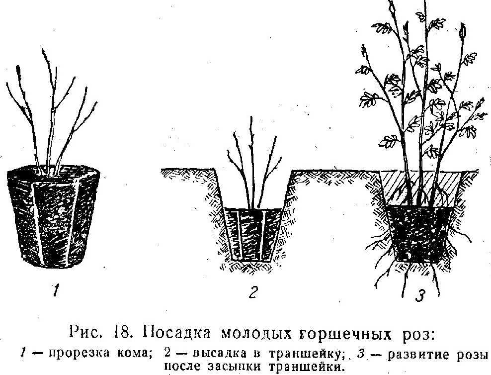 Когда лучше сажать розы - весной или осенью? правила посадки роз в открытый грунт :: syl.ru