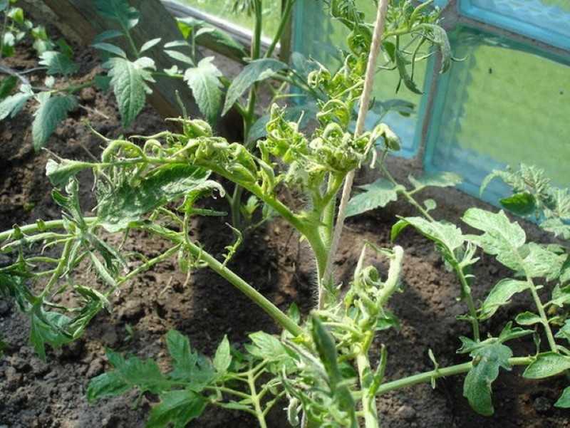 Почему появляются желтые пятна на листьях помидоров в теплице и как спасти свой урожай томатов