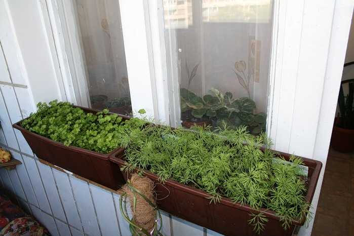Когда сажать рассаду капусты брокколи? способы посадки и правила выращивания рассады капусты брокколи дома