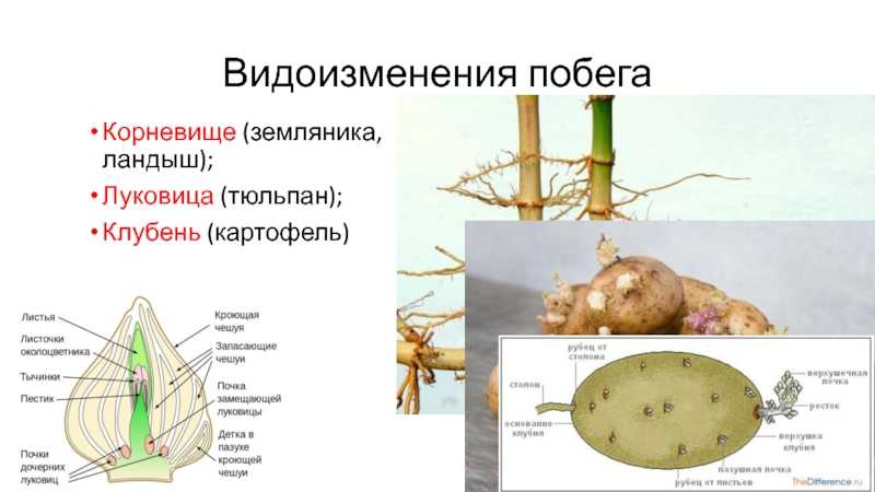 Клубень картофеля- чем является и как выглядит, другие части анатомического строения картошки (стебель, листья, корневая система, соцветия и другие)