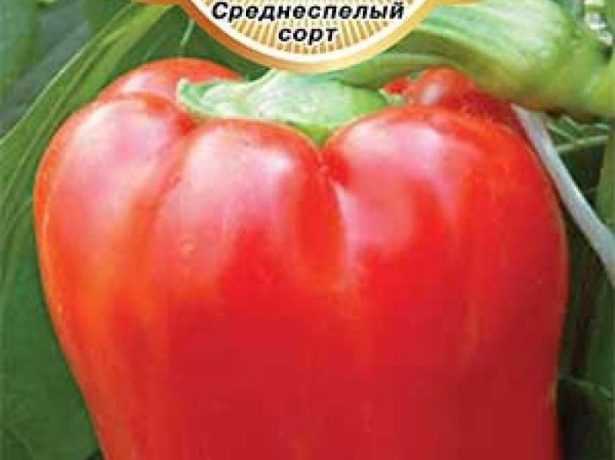Перец богатырь: отзывы, фото, описание сорта сладкого болгарского перца, урожайность, посадка и уход, выращивание в открытом грунте, теплице