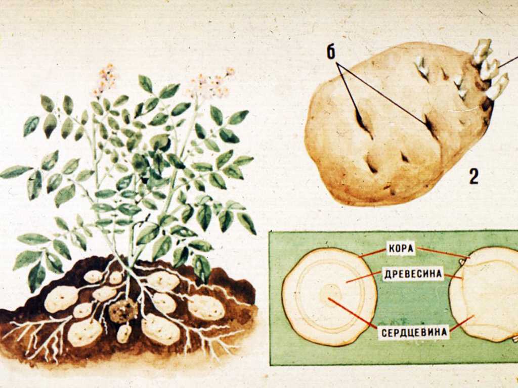 Клубень картофеля: строение, описание, функции