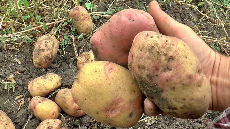 8 причин почему не цветет картофель.