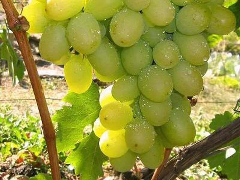 Технический виноград, особенности выбора сортов, их преимущества и недостатки