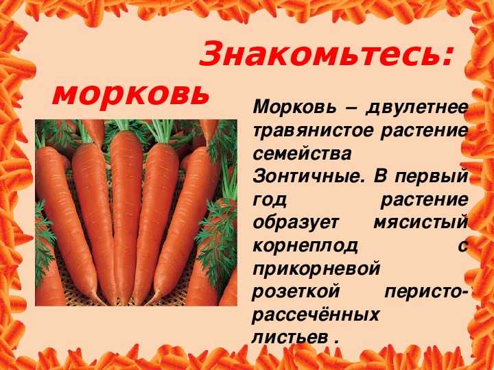 Что такое морковь: овощ или фрукт?