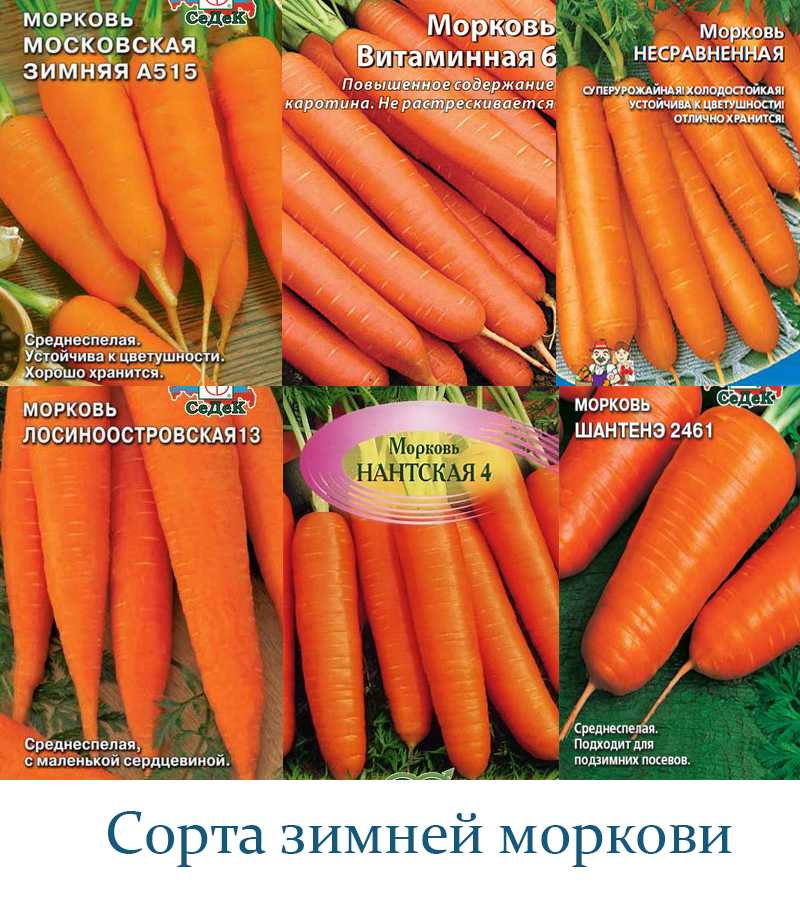 Ранние сорта моркови для урала и другие нюансы выращивания: каковы лучшие и хорошие виды корнеплода, когда осуществляют посадку, почему необходимо соблюдать сроки