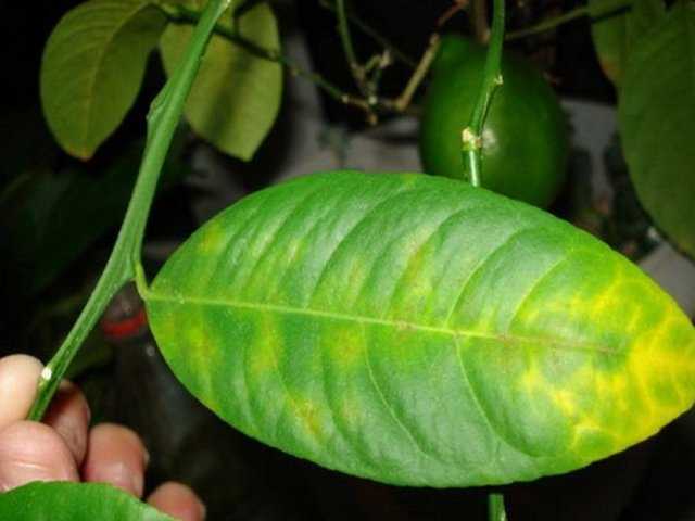 У лимона опали листья: почему комнатное растение сбросило все свои органы для фотосинтеза, что делать и как оживить его?дача эксперт