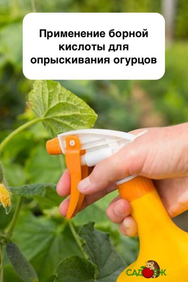 Борная кислота применение в саду и огороде: как готовить раствор и опрыскивать растения