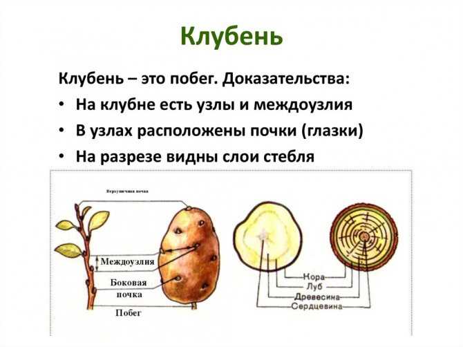 Описание и строение клубня картофеля
