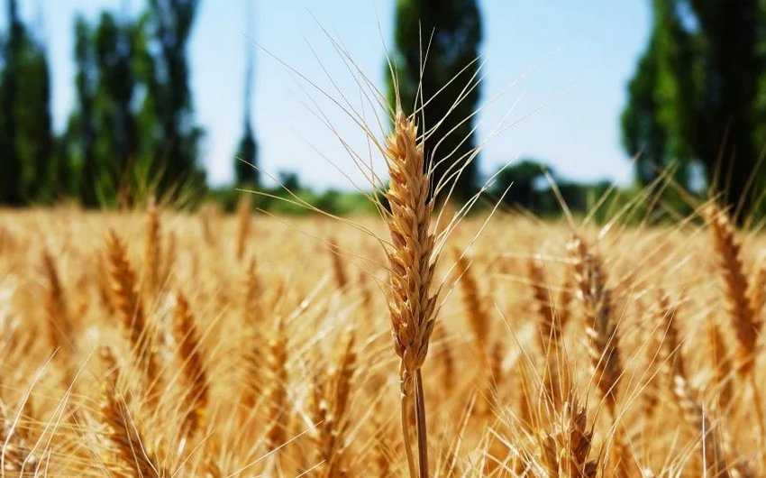 Озимая пшеница сорта степь: характеристика и описание, урожайность и нормы высева семян