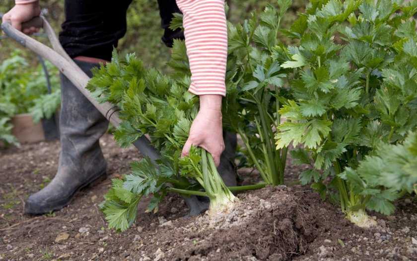 Черешковый сельдерей: посадка, выращивание и уход, болезни и вредители, сбор урожая и семян