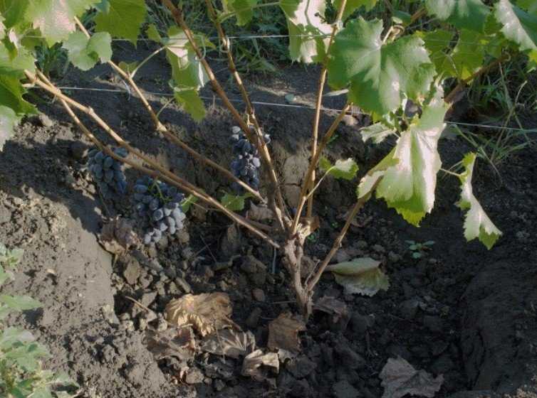 Как пересадить виноград на другое место