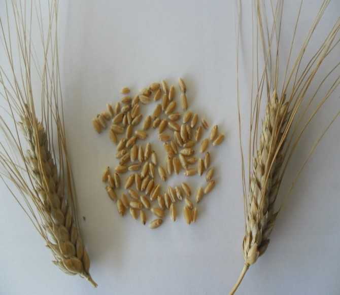 Пшеница твердая: морфология и биология