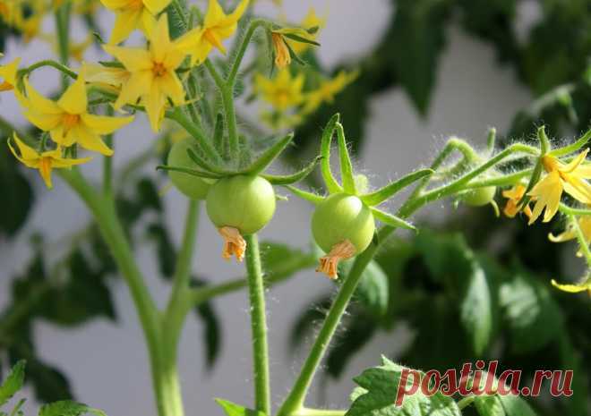 Чем опрыскать помидоры для завязи в теплице и открытом грунте – обзор средств