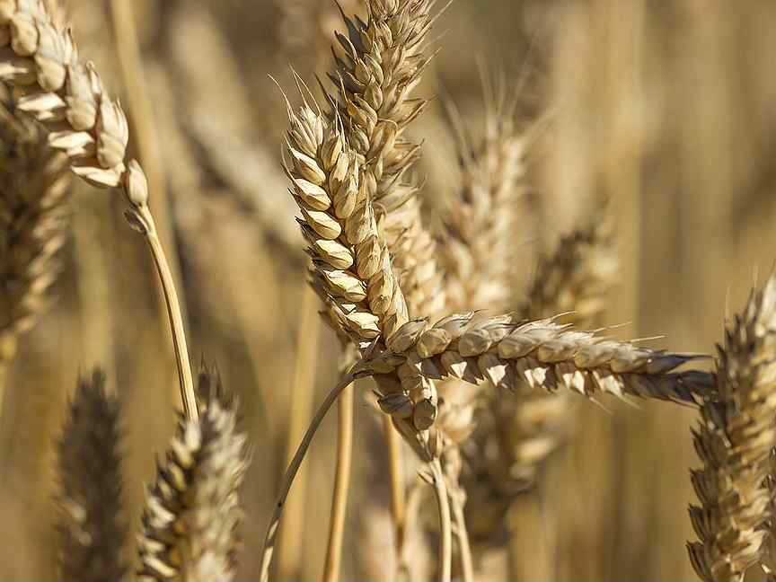 Корневая система пшеницы: тип и как формируется, особенности строения