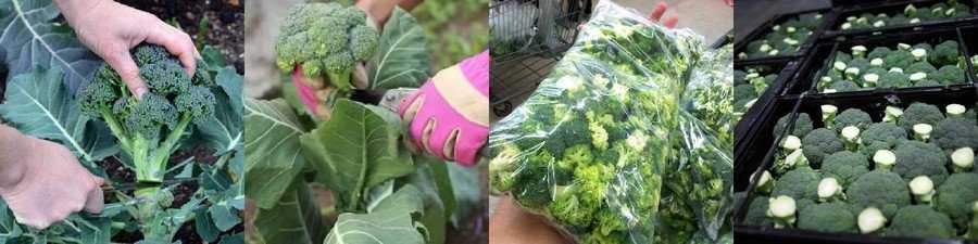 Капуста брокколи: выращивание, уход, правильная агротехника в открытом грунте