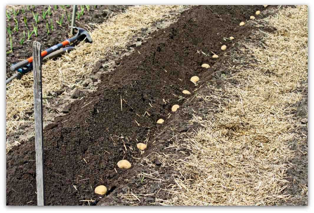 Правила получения богатого урожая свеклы: выращивание в открытом грунте и уход