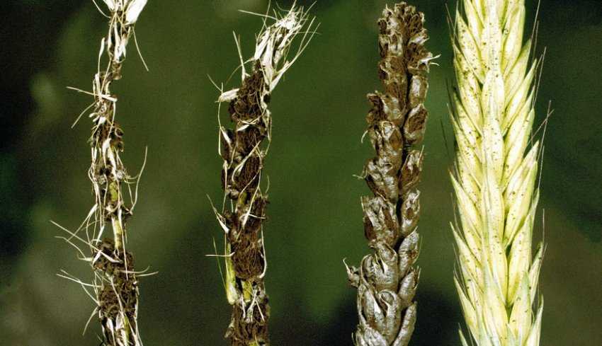 Гниль корневая фузариозная злаковых культур | справочник по защите растений — agroxxi