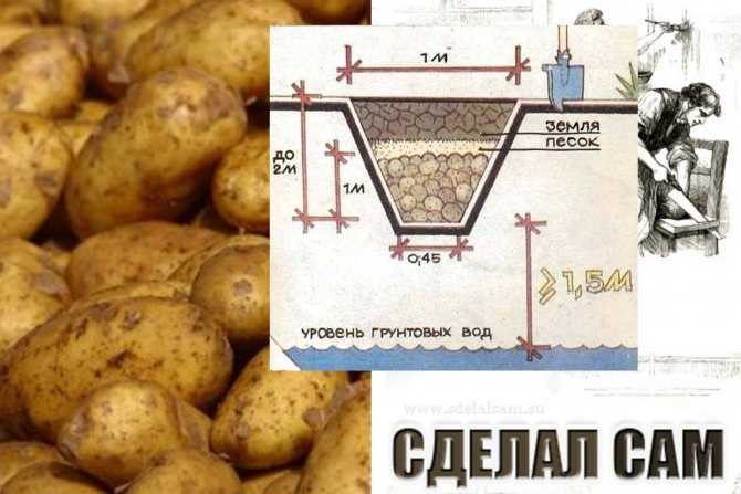 Как хранить картошку в погребе правильно: советы экспертов