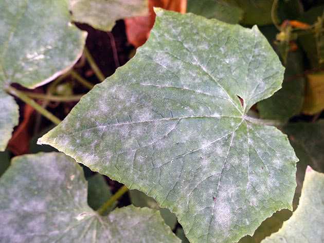 На листьях огурцов появились белые пятна: почему и что делать