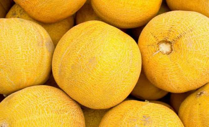 Оранжевая дыня: описание лучших сортов дынь с яркой мякотью