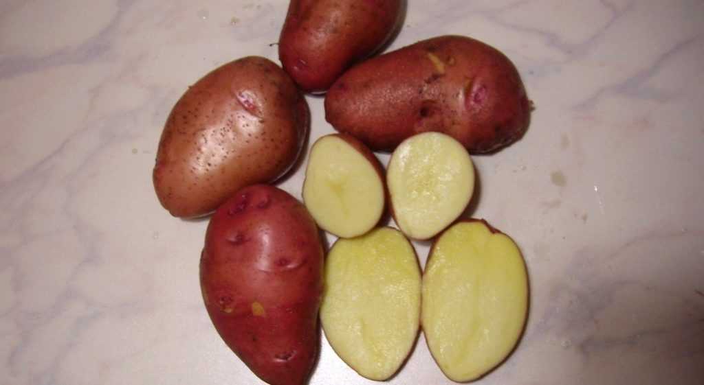 Белые сорта картофеля: описание и фото наиболее популярных видов картошки со светлой мякотью русский фермер
