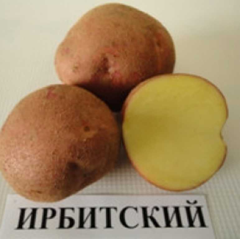 семена картофеля ирбитский